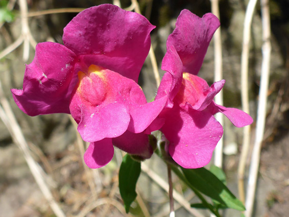 Snapdragon (antirrhinum majus), Avon Gorge, Bristol