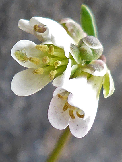 Bristol rockcress (arabis scabra), Avon Gorge, Bristol