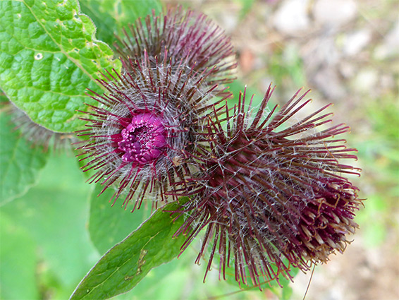 Arctium lappa (greater burdock), Cors Caron National Nature Reserve, Ceredigion