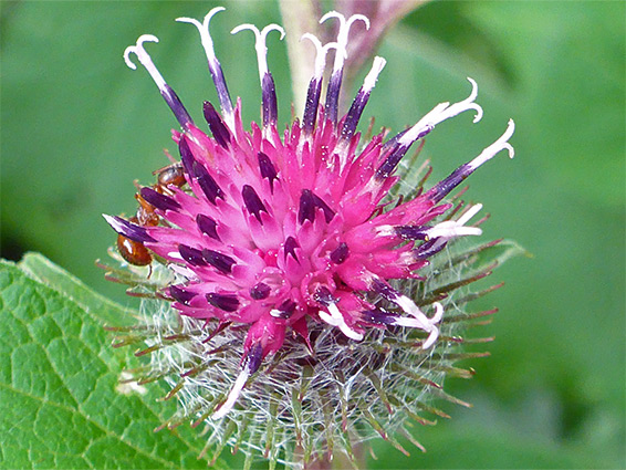 Lesser burdock (arctium minus), Lower Woods, Gloucestershire