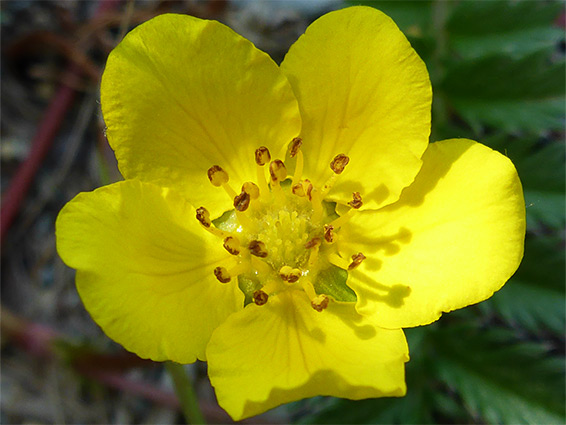 Argentina anserina (silverweed), Lancaut Nature Reserve, Gloucestershire