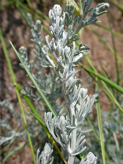 Artemisia maritima (sea wormwood), Walborough Nature Reserve, Somerset