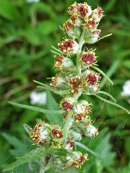 Mugwort (artemisia vulgaris), Berrow Dunes, Somerset