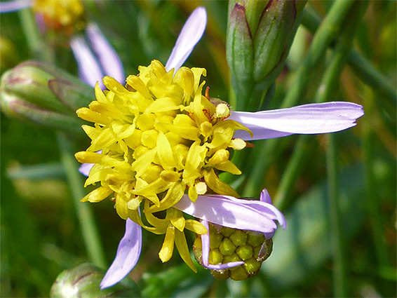 Sea aster (aster tripolium), Walborough Nature Reserve, Somerset