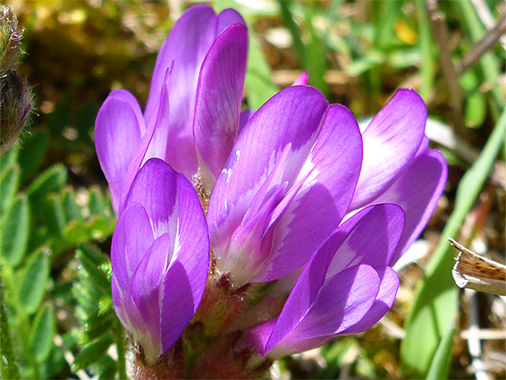 Purple milkvetch (astragalus danicus), Cleeve Common, Gloucestershire