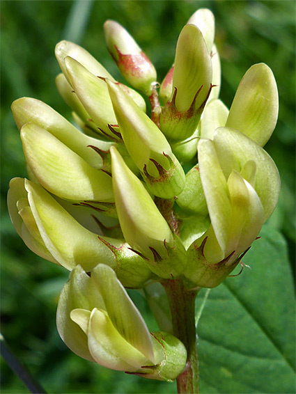 Astragalus glycyphyllos (wild liquorice), Daneway Banks, Gloucestershire