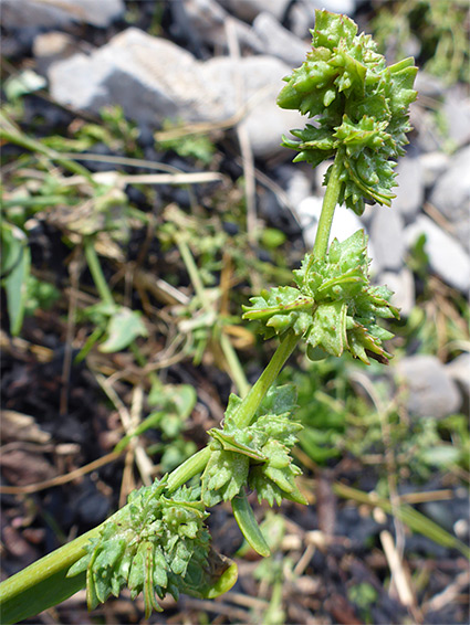 Babington's orache (atriplex glabriuscula), Sand Point, Somerset