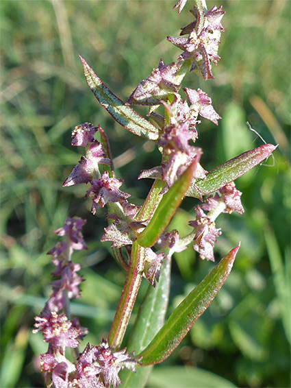 Grass-leaved orache (atriplex littoralis), Littleton, Gloucestershire