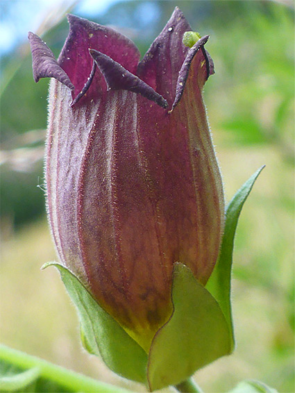 Atropa belladonna (deadly nightshade), Woodchester Park, Gloucestershire