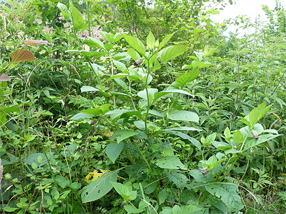 Plant in habitat