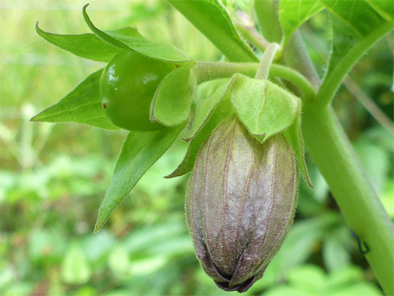 Developing fruit