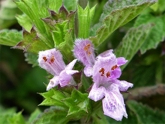 Black horehound (ballota nigra), Wain's Hill, Somerset