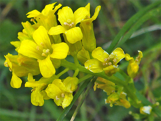 Barbarea intermedia, medium-flowered wintercress, Stoke Park, Bristol