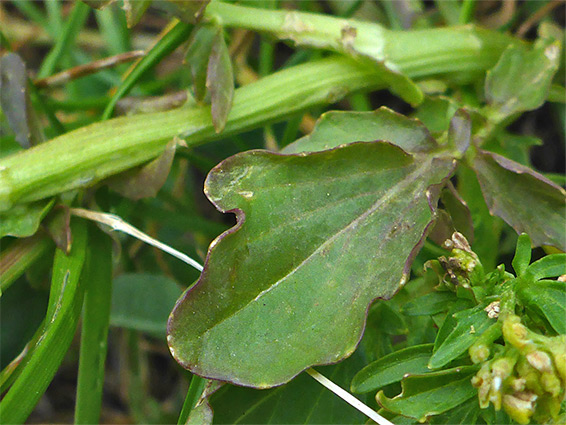 Pinnate leaf