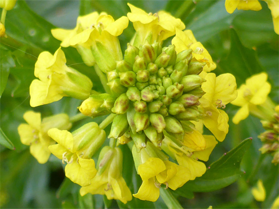 Spherical flower cluster - barbarea vulgaris (winter-cress), Lower Woods, Gloucestershire