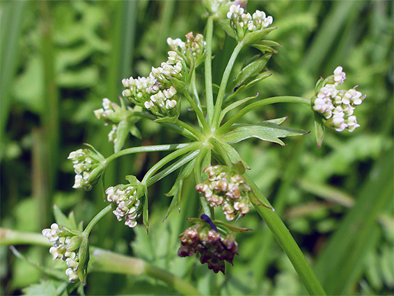 Lesser water-parsnip (berula erecta), Puxton Moor, Somerset