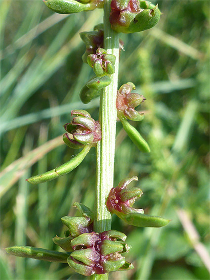 Greenish-red inflorescence