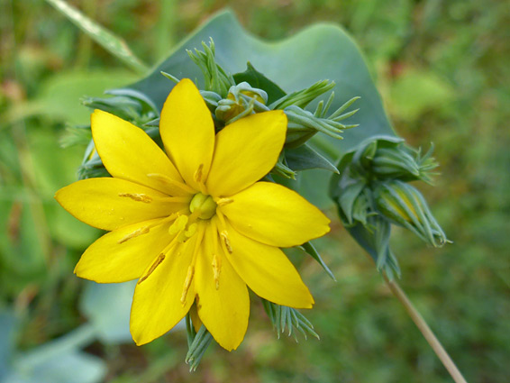 Yellow-wort (blackstonia perfoliata), Brockwells Meadows, Monmouthshire