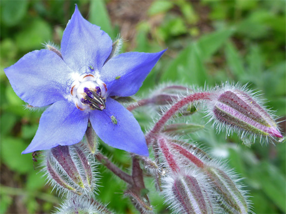 Borage (borago officinalis), Stoke Gifford, Gloucestershire