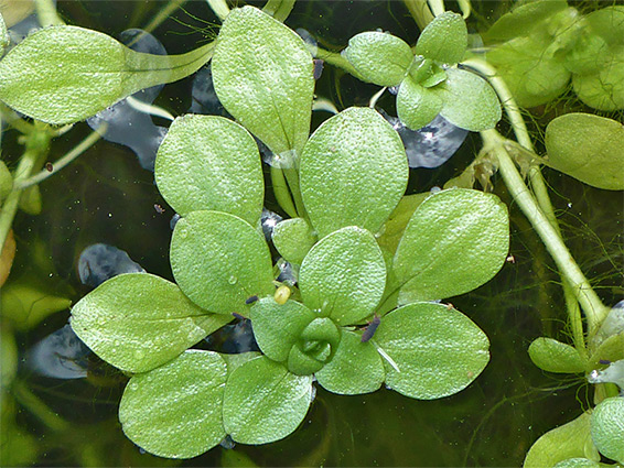 Water starwort (callitriche palustris), Puxton Moor, Somerset