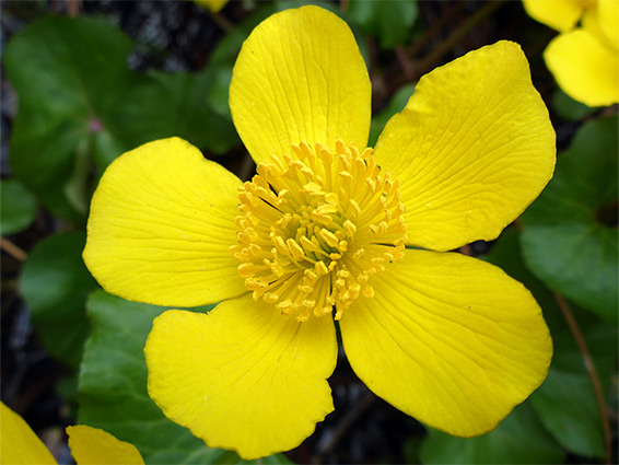 Caltha palustris (marsh marigold), Midger Wood, Gloucestershire