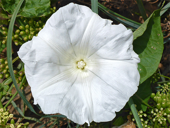 Large bindweed (calystegia silvatica), Sand Point, Somerset