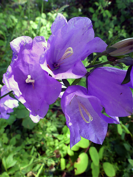 Giant bellflower (campanula latifolia), New Grove Meadows, Monmouthshire