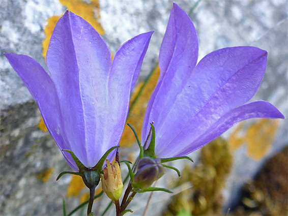 Harebell (campanula rotundifolia), Kilkenny, Gloucestershire