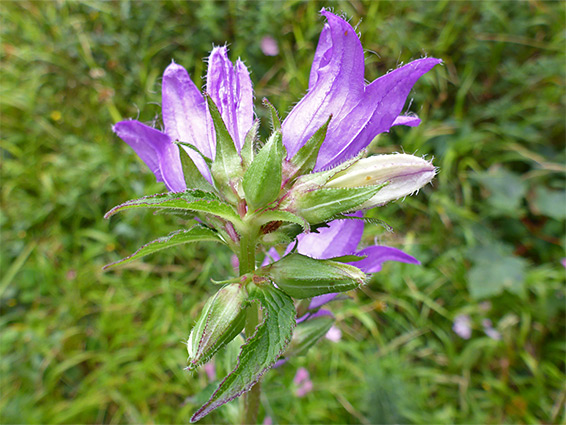 Calyces and corollas