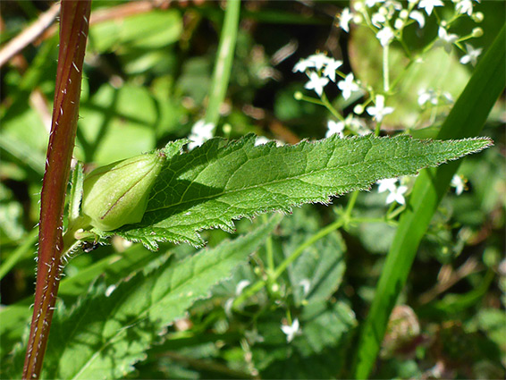 Leaf and stem