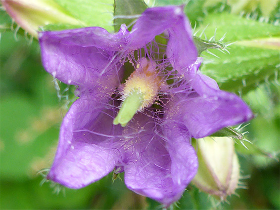 Hairy corolla