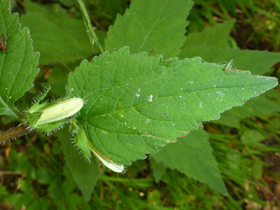 Triangular leaf