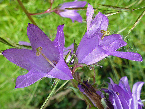 Nettle-leaved bellflower (campanula trachelium), Badgers Wood, Somerset