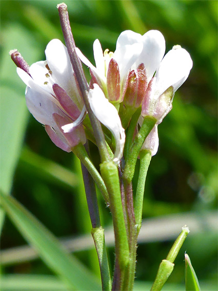 Pedicels, flowers and fruit