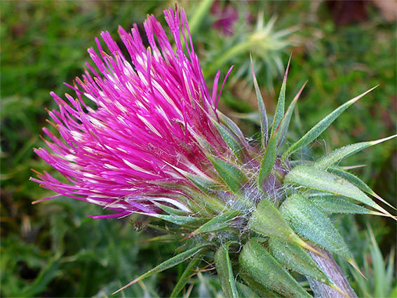 Flowerhead in autumn