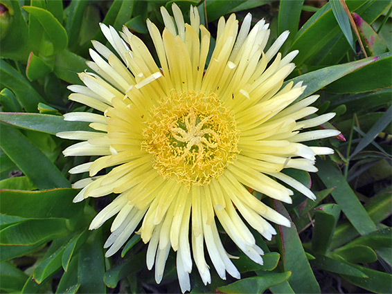 Carpobrotus edulis (ice plant), Sand Bay, Somerset