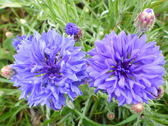 Cornflower (centaurea cyanus), Selsley Common, Goucestershire