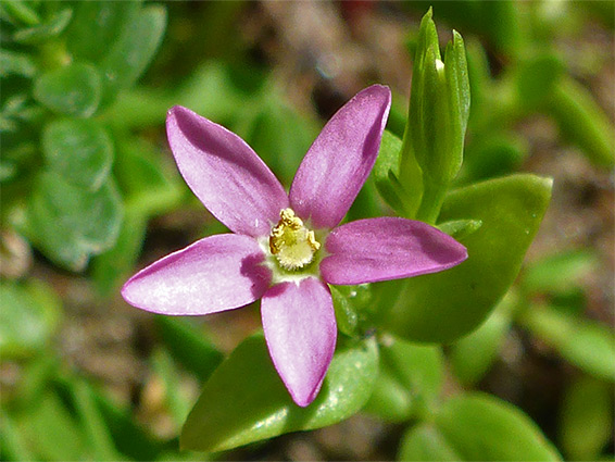 Centaurium pulchellum (lesser centaury), Kenfig National Nature Reserve, Bridgend