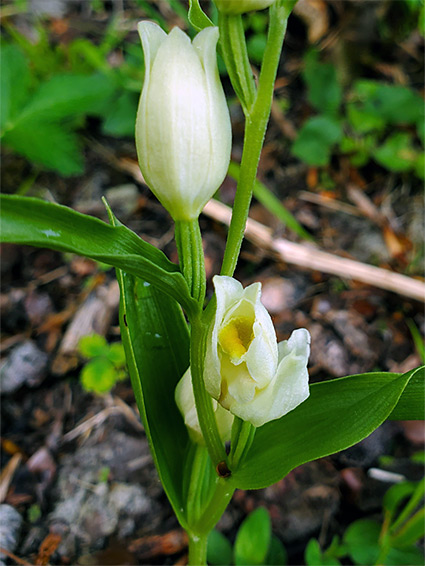 White helleborine (cephalanthera damasonium), Ashford Hangers, Hampshire