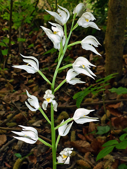 Cephalanthera longifolia (sword-leaved helleborine), Lancaut Nature Reserve, Gloucestershire