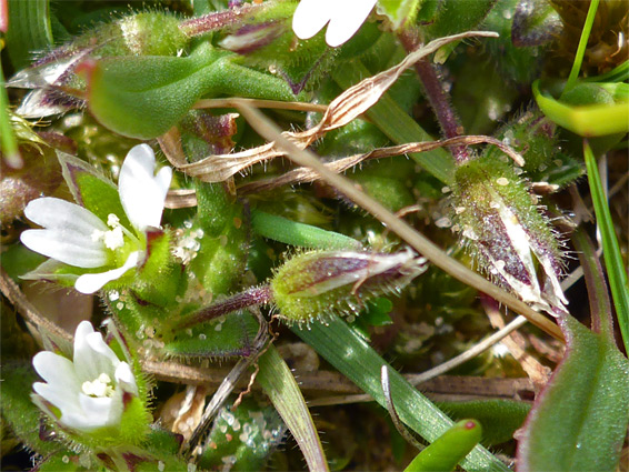 Flowers and buds