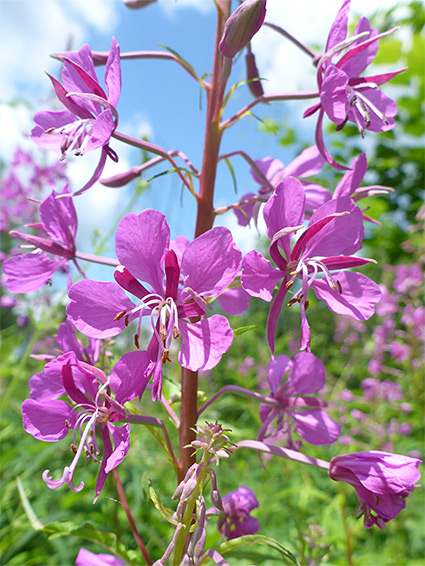 Rosebay willowherb (chamerion angustifolium), Painswick Beacon, Gloucestershire