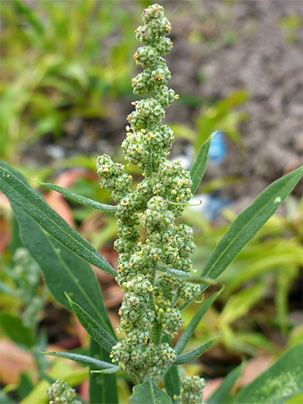 Chenopodium album (fat hen), Shapwick Heath, Somerset