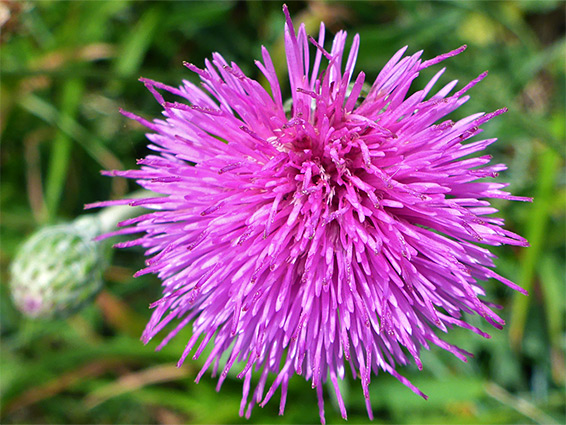 Tuberous thistle (cirsium tuberosum), Wylye Down, Wiltshire