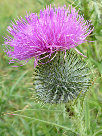 Cirsium vulgare (spear thistle), Glenthorne Beach, Somerset