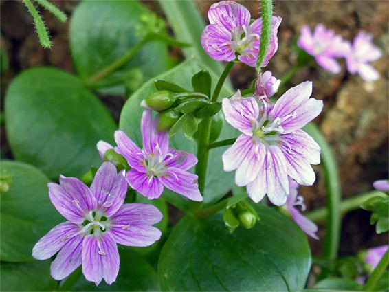 Pink purslane (claytonia sibirica), Holway Woods, Dorset