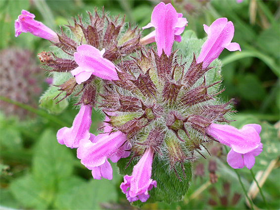 Clinopodium vulgare (wild basil), Walbury Hill, Berkshire