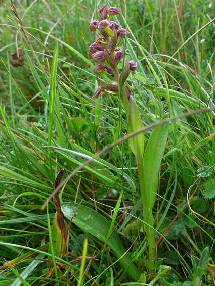 Stem and flowers of the frog orchid