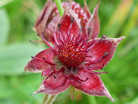 Comarum palustre (marsh cinquefoil), Cors Caron National Nature Reserve, Ceredigion