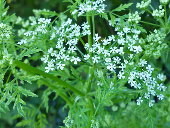 Conium maculatum (hemlock), Kilve, Somerset